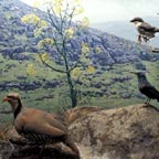 Beit Usishkin Nature Museum