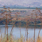 International Birdwatching Center Jordan Valley
