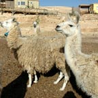 The Alpaca Farm