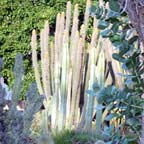 The Cactus Garden and the Japanese Garden