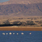 Bird Watching Site - Salt Pools near Eilat