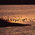 Tras las Pisadas de Goliat