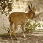 Ein Gedi - Dulce y Salado