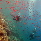 Submarinismo en el Mar Rojo